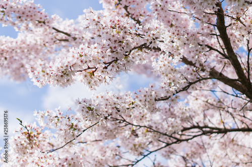 Ornamental Cherry Tree Blossom © Andrew