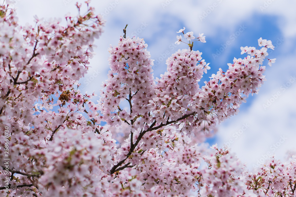 Ornamental Cherry Tree Blossom