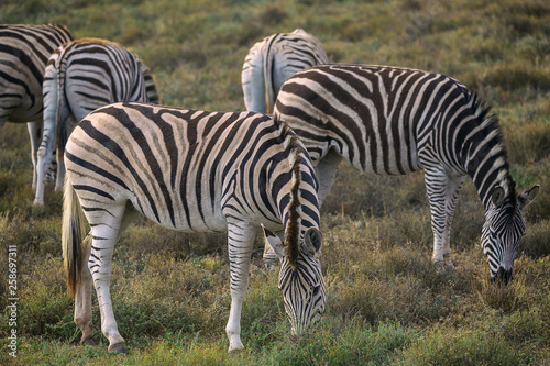 Herd of Zebras in Addo National Park  South Africa