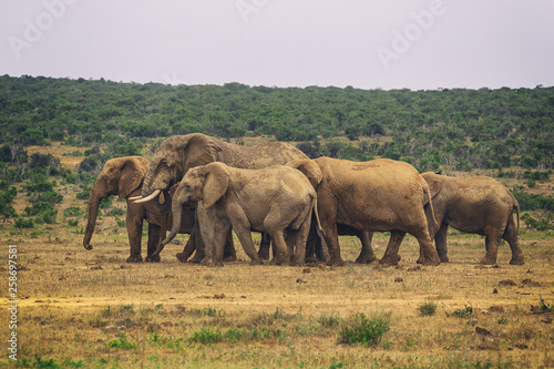 Herd of african elephants in Addo National park  South Africa