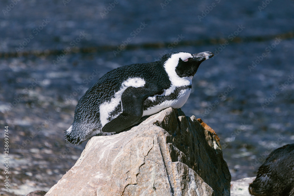 Fototapeta premium African penguin relaxing on the rock in South Africa