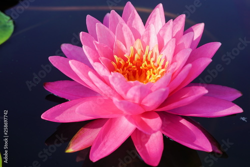 pink hardy waterlily flower with yellow pollen