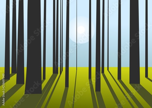 sunlight falling through tree trunks in the forest