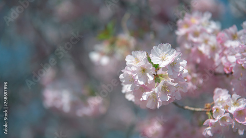 Branch with cherry blossom in close up © Natascha