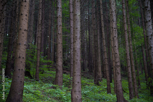 Trees deep in the forest  a look at the trunks. Grass  moss and ferns. Seven Ladders Canyon  Canionul Sapte Scari  Piatra Mare Mountains  Brasov  Romanian