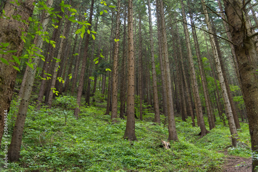 Trees deep in the forest, a look at the trunks. Grass, moss and ferns. Seven Ladders Canyon, Canionul Sapte Scari, Piatra Mare Mountains, Brasov, Romanian Trees deep in the forest, a look at the trunks. Grass, moss and ferns. Seven Ladders Canyon, Canionul Sapte Scari, Piatra Mare Mountains, Brasov, Romanian