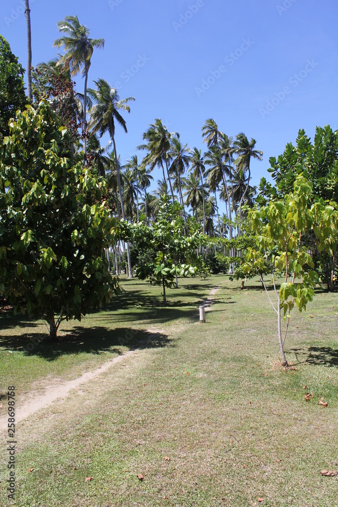 North island seychelles beach Indian Ocean palms
