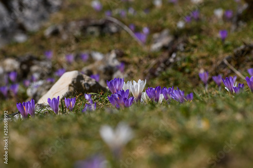 Krokusse auf der Almwiese im Ausschnitt im Sonnenlicht photo