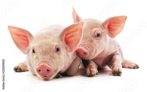 Vászonkép Little pink pigs.