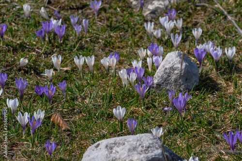 Blühende Krokusse auf der Almwiese mit Steinen photo