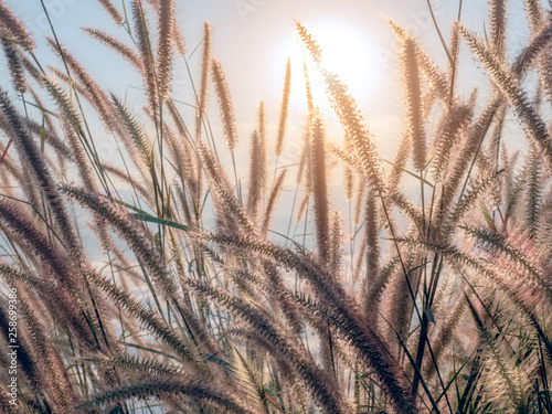 Golden Wheat Field at Sunset
