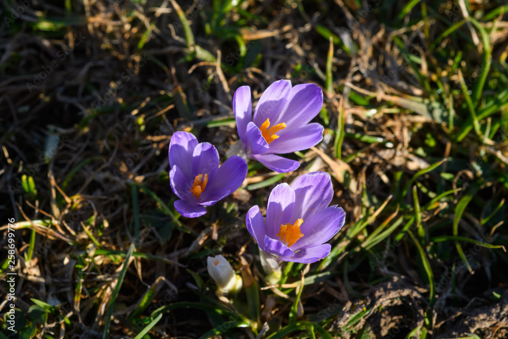 Nahansicht der weissen und lilanen Krokussse auf der Alm in der Sonne Nahansicht der weissen und lilanen Krokussse auf der Alm in der Sonne
