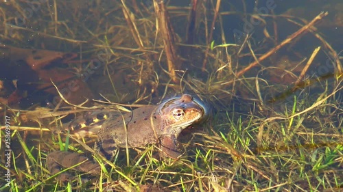 European common brown frog, or European grass frog (Rana temporaria)