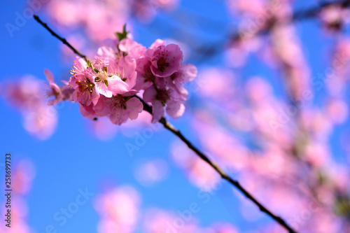 Almond tree blossoms against a blue sky