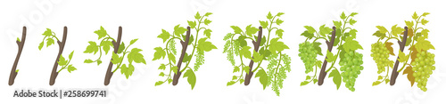 Growth stages of vine grape plant. Vineyard planting phases. Vector illustration. Vitis vinifera harvested. Ripening period. Vine life cycle. Grapes on white background.