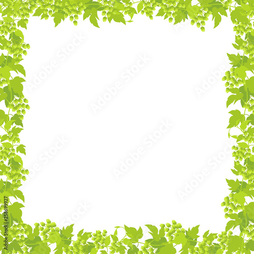 Hop plant frame square banner. Place for text. Border frame isolated background template. Hop green leaves and cones. Lupulus humulus. Vector flat Illustration for beer shop or cafe advertising.
