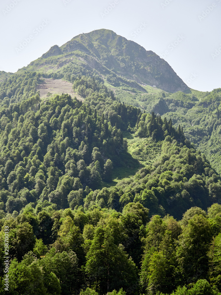 The slope of a high mountain, covered with green forest in the summer on a background of clear sky