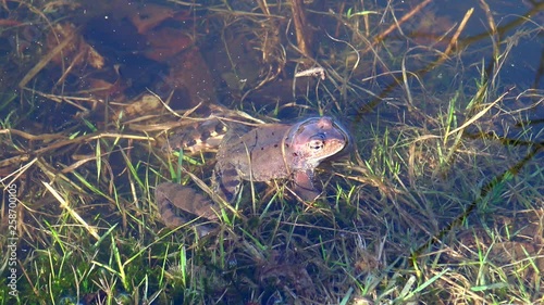 European common brown frog, or European grass frog (Rana temporaria)