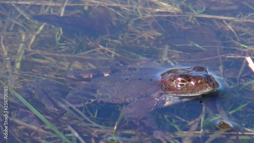 European common brown frog, or European grass frog (Rana temporaria)