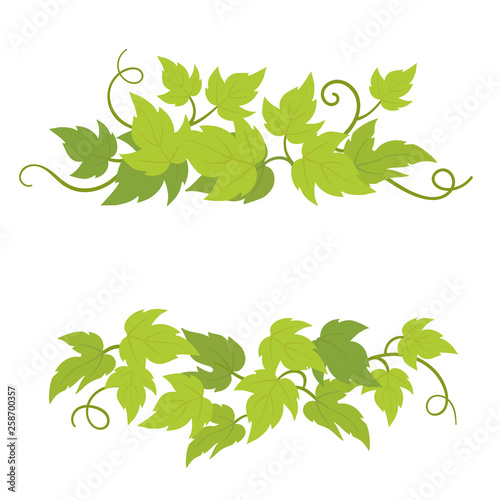 Grape plant decorative elements. Grapevines green curly leaves decor. Vector flat Illustration. Isolated transparent background template.