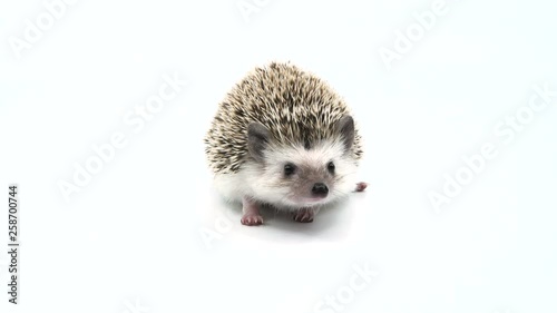 An adorable baby hedgehog on a white studio background