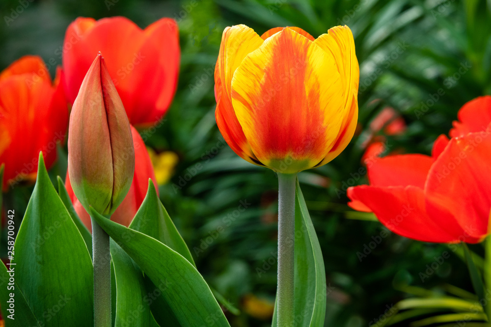 multi colored spring tulip  