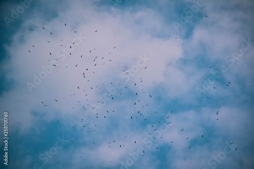 Bandada de pájaros en el cielo