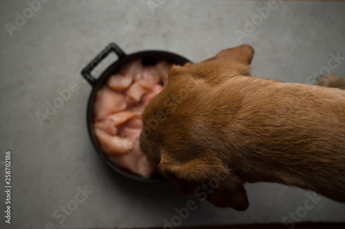 Dog eating meat