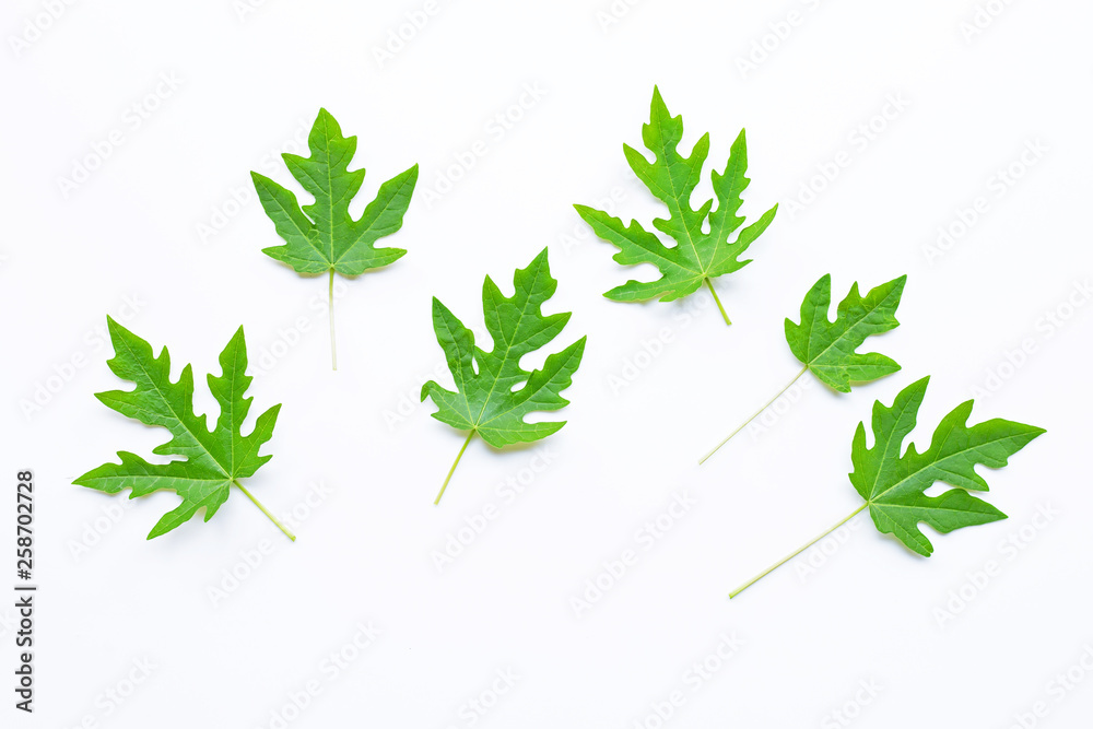 Obraz premium Papaya leaves isolated on white