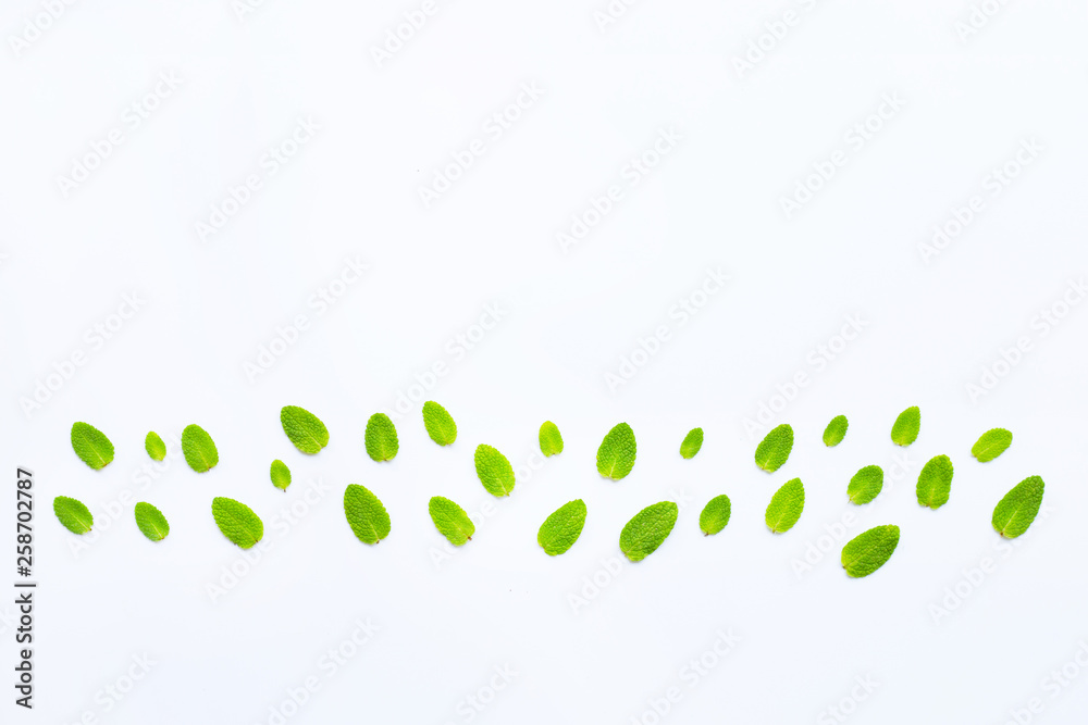 Fresh apple mint leaves on white. Copy space Fresh apple mint leaves on white. Copy space