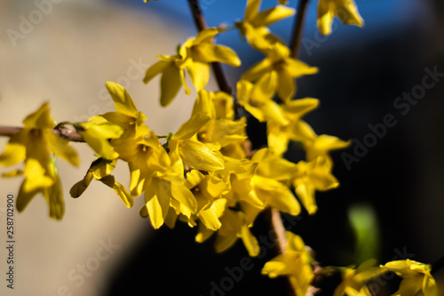Yellow flowers in branch