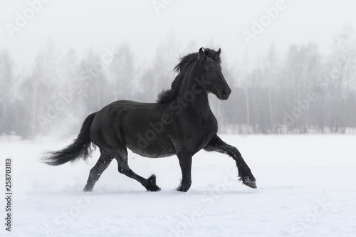 Black friesian horse with the mane flutters on wind running on the snow-covered field in the winter background © Svetlana