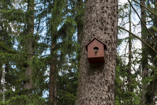 A bird house with a nest on a tree trunk, the forest in the background © Avi