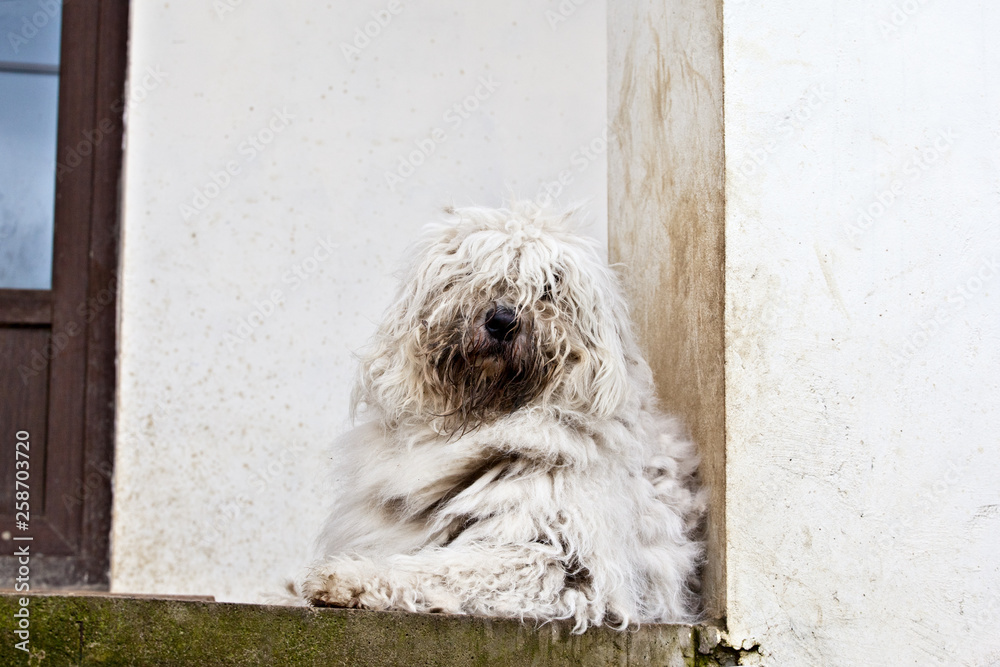 Dog komondor lying on the porch of the house, hungary shepherd portrait