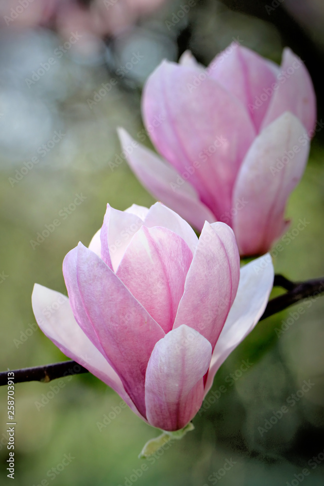 Magnolia Magnolia