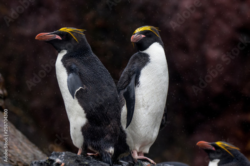 Goldschopfpinguin /Macaroni penguin