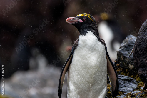 Goldschopfpinguin  Macaroni penguin