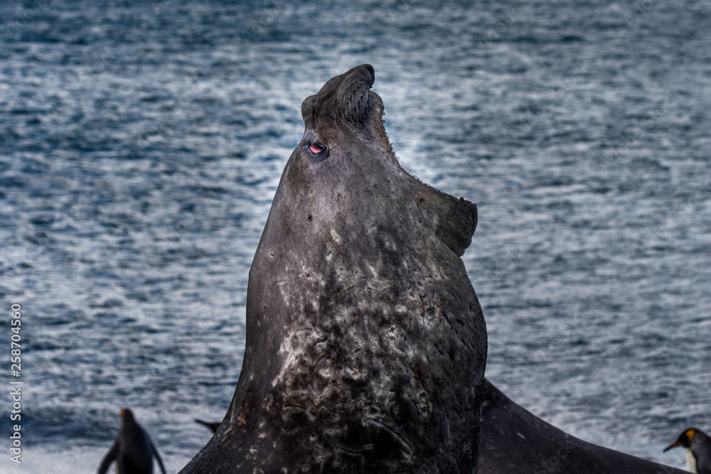 Fototapeta premium Südliche See-Elefant / Elephant Seal