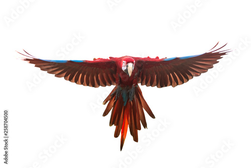 Green winged macaw flying isolated on white background
