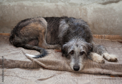Sad dog breed  irish wolfhound   is lying on a gray rug