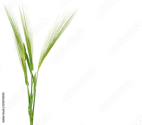 Green spikelets of wheat isolated on white background, with space for text.