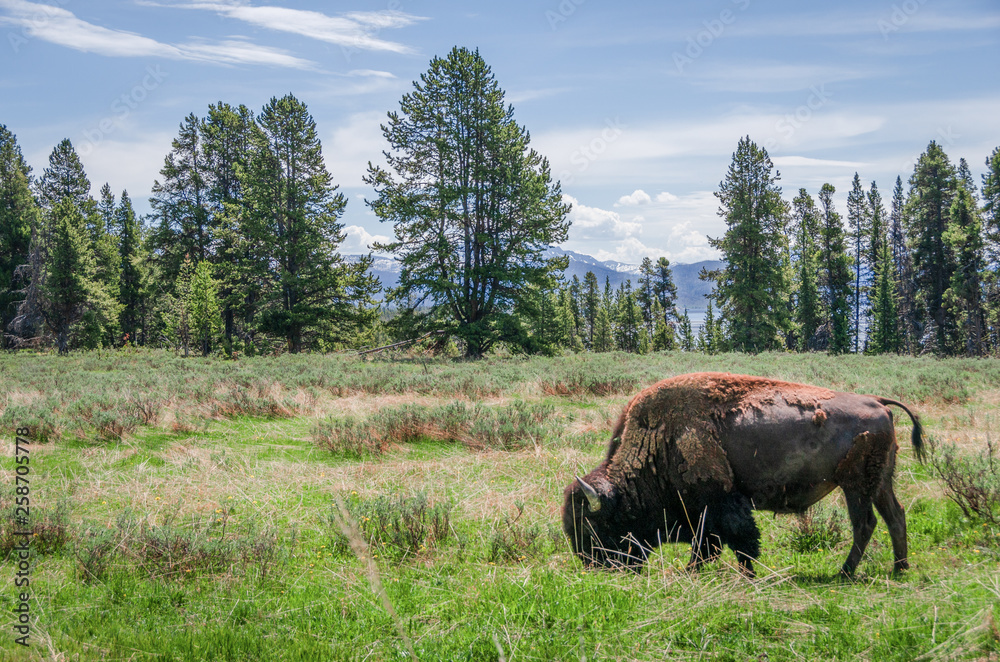 Grazing bison of the Yellowstone national park