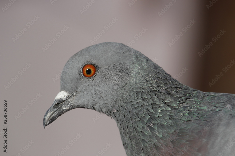Pigeon head close up on blurred background Pigeon head close up on blurred background