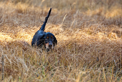 Dog breed Setter Gordon is following the trail of hunting in the yellow grass © annatronova