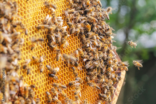 Hardworking bees on honeycomb in apiary 