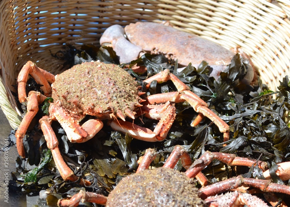 Crabs and Sea spider crab for sale at a french market Stock Photo