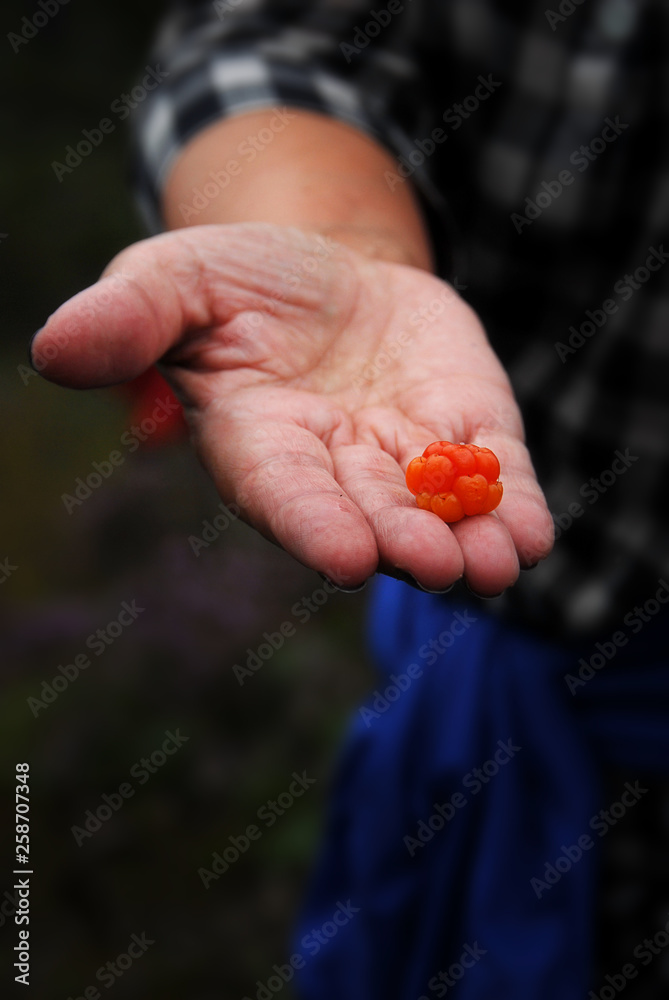 Cloudberry in hand. Reaches out a hand with a cloudberry. Cloudberry in hand. Reaches out a hand with a cloudberry.