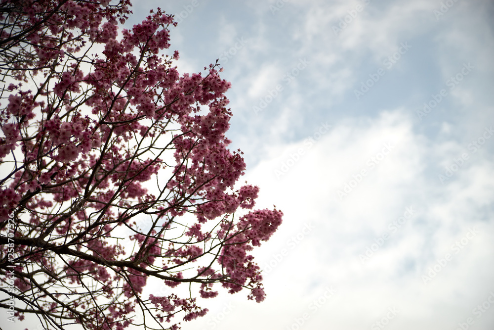 陽光・桜と青空4 陽光・桜と青空4