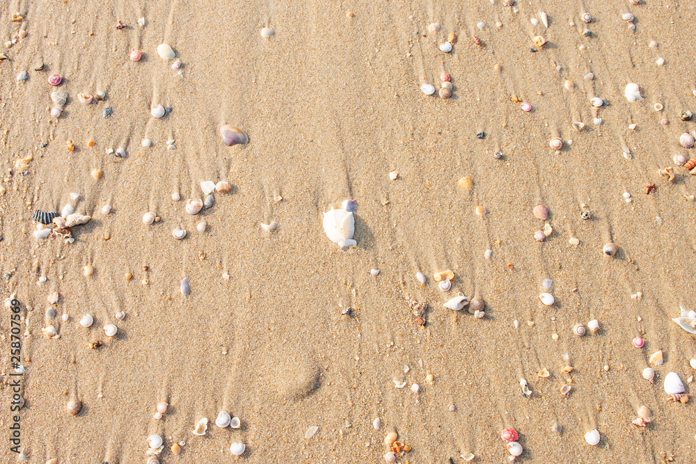Breaking the shells on the beach is a natural beauty. Breaking the shells on the beach is a natural beauty.