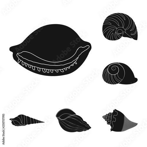 Vector illustration of nature  and ocean symbol. Collection of nature  and mollusk stock symbol for web. © Svitlana